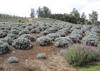 IMG 6931