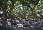 IMG 7084