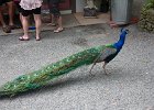 IMG 0302