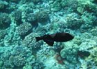 DSCF0536