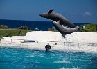 IMG 7004