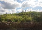IMG 7288