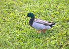 IMG 8288