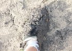 IMG 1335